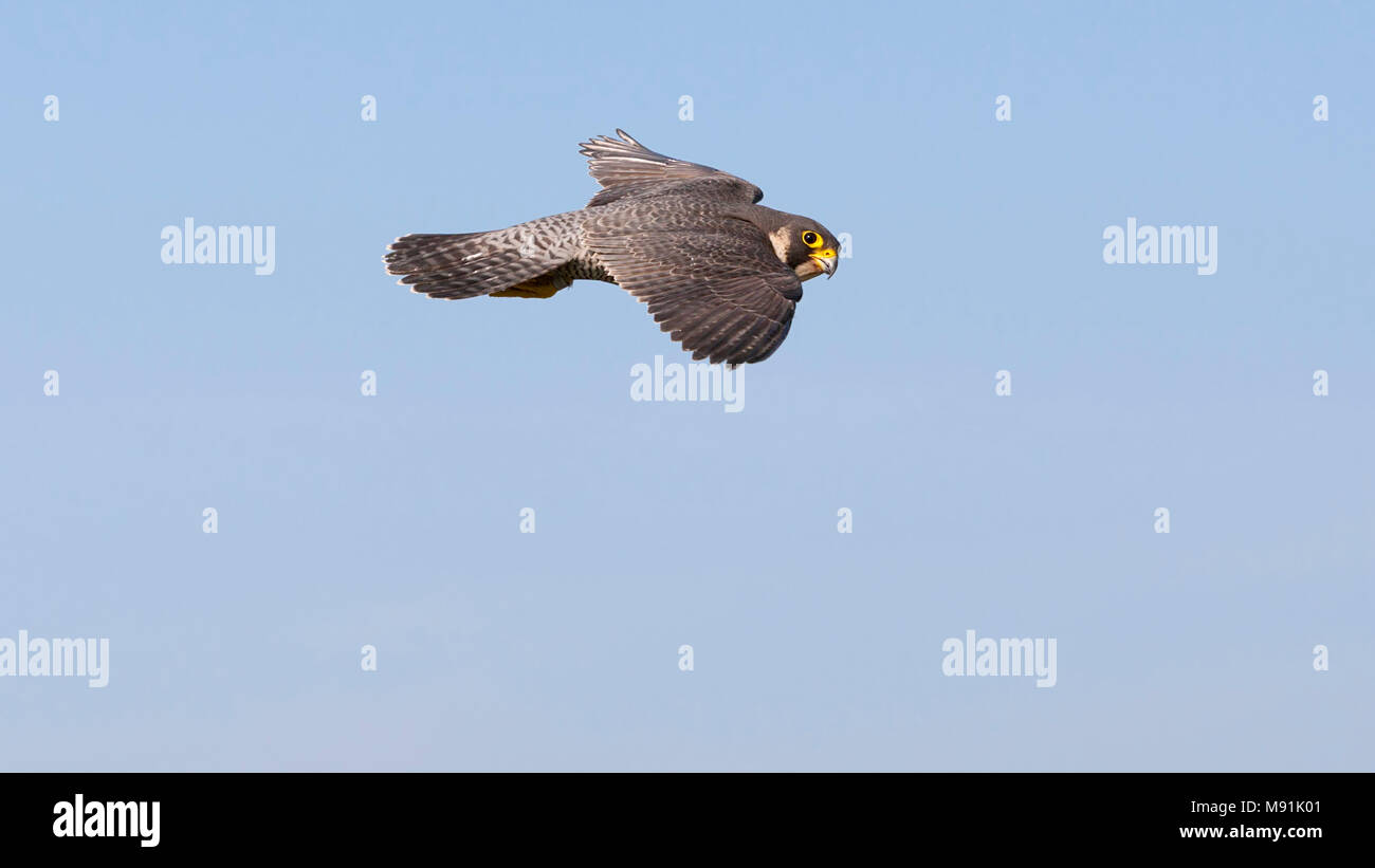 Slechtvalk in vlucht, Peregrine Falcon in flight Stock Photo