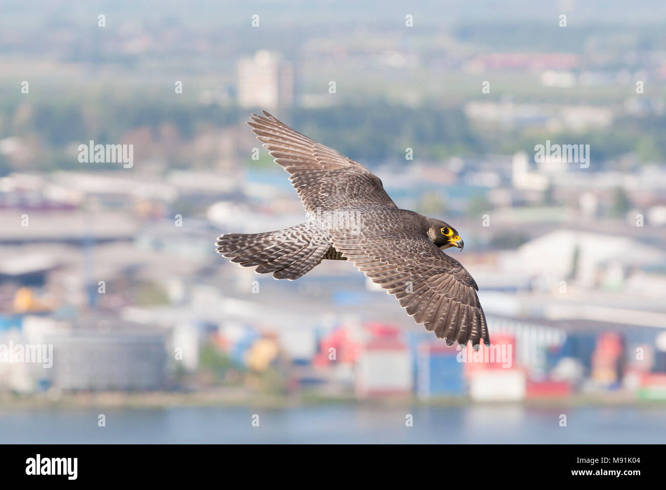 Slechtvalk in vlucht boven stad, Peregrine Falcon in flight above city Stock Photo