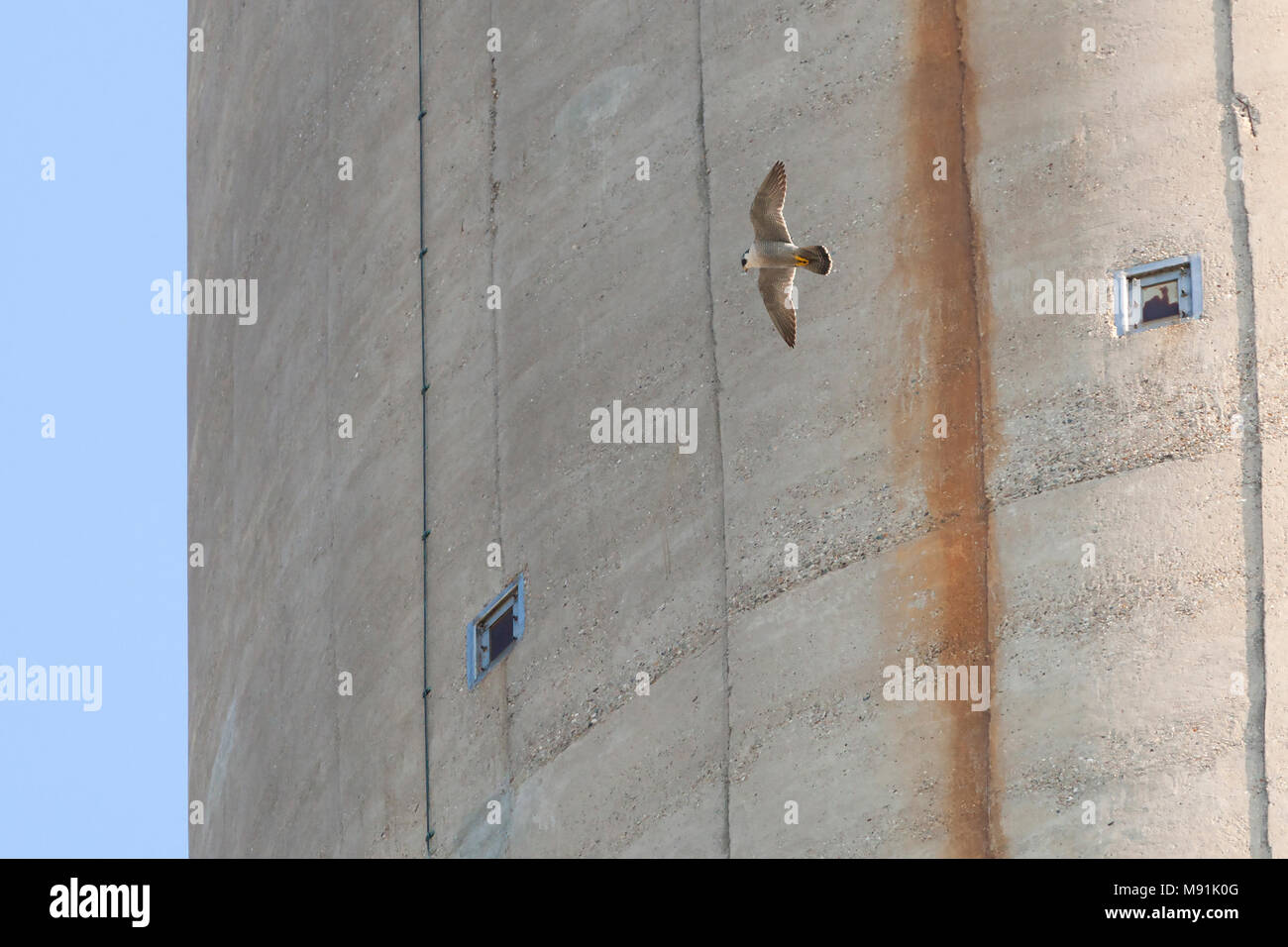 Slechtvalk vliegend rond schoorsteen, Peregrine Falcon flying around chimney Stock Photo