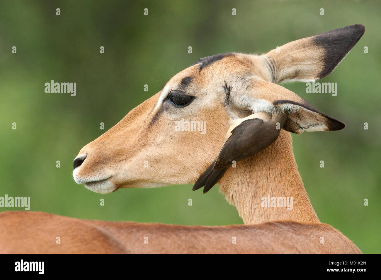 Roodsnavelossenpikker in het oor van impala, Red-billed Oxpecker in ear of impala Stock Photo