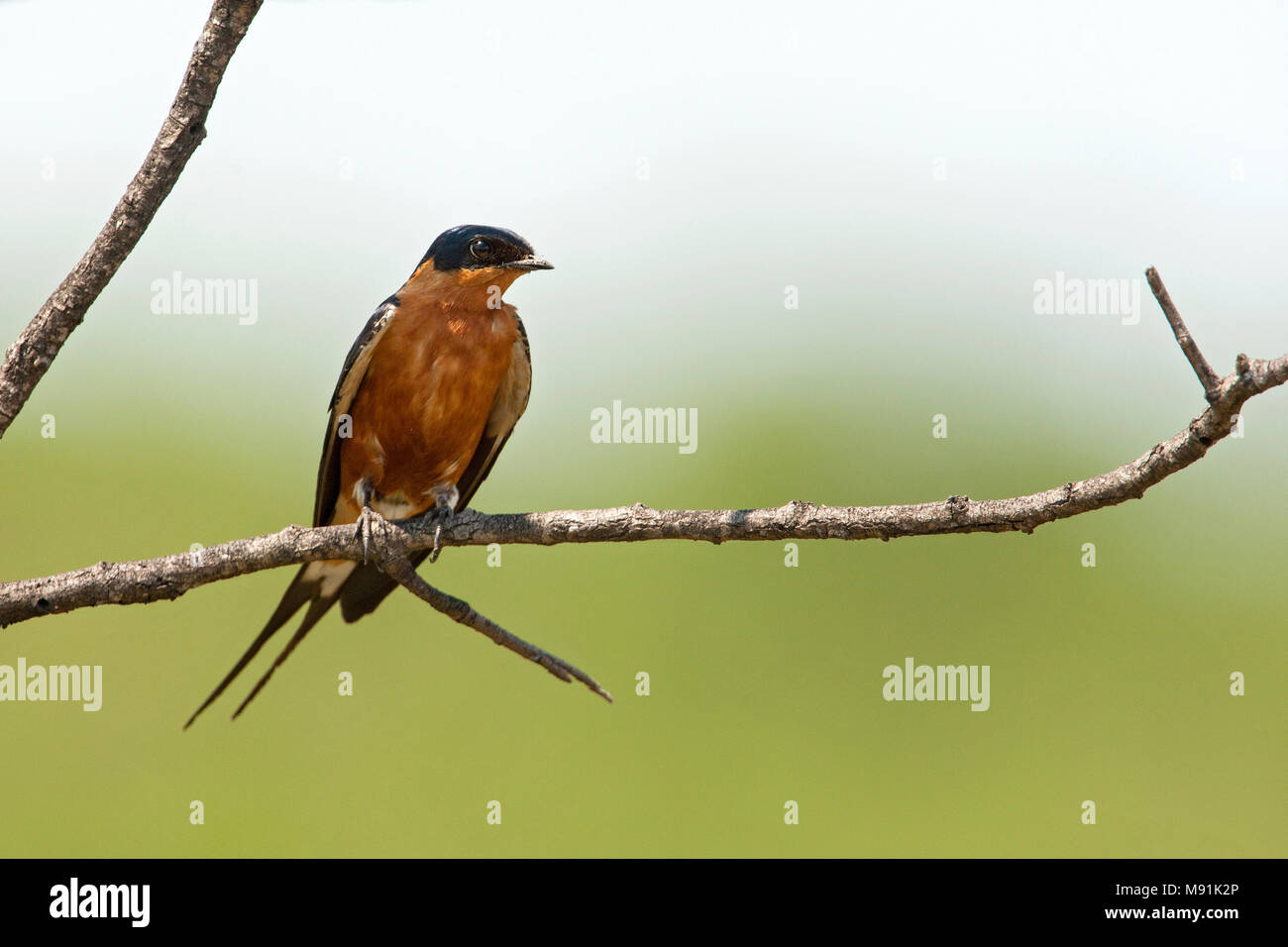Roodborstzwaluw zittend op tak, Rufous-chested Swallow perched at branch Stock Photo