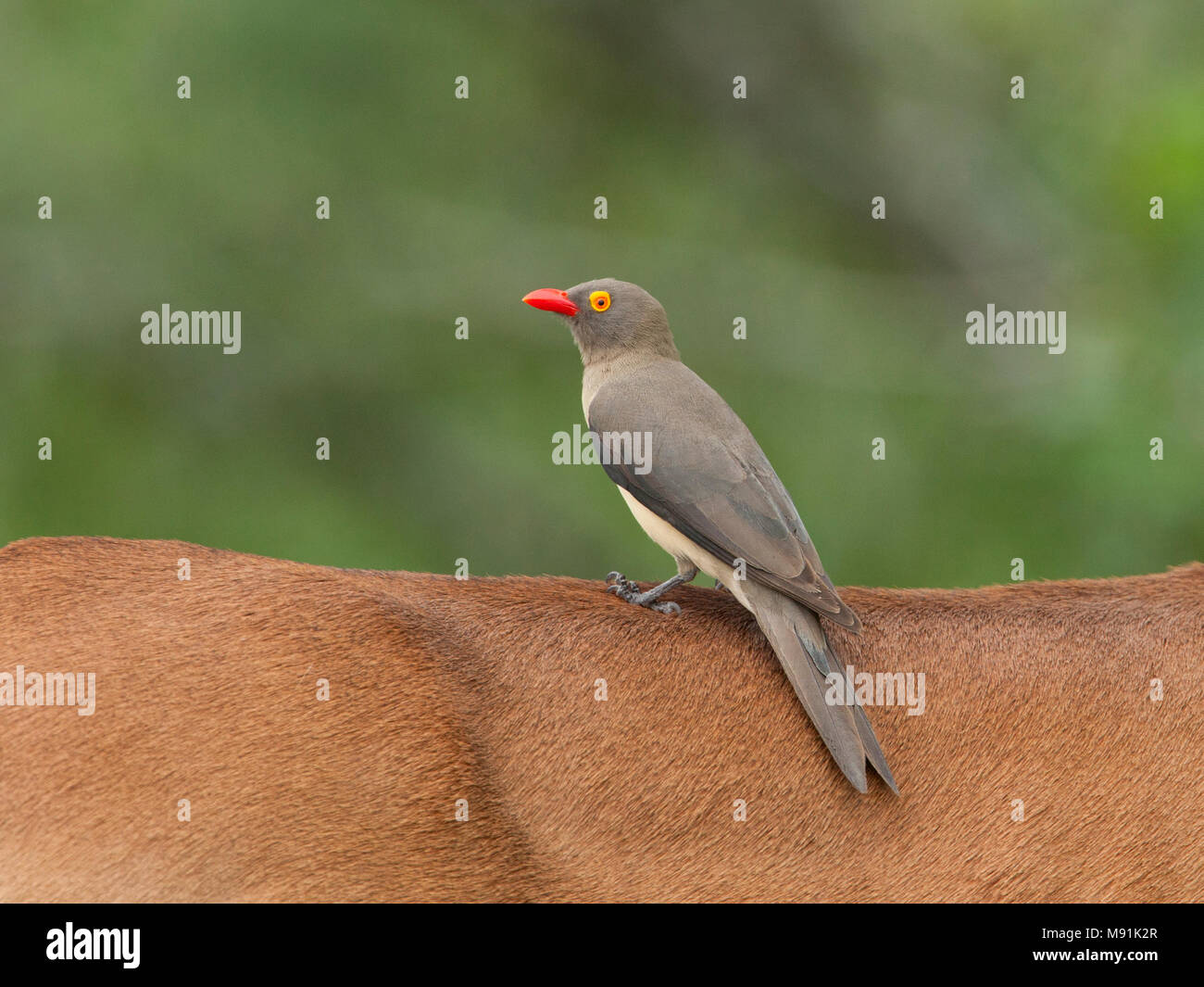 Roodsnavelossenpikker op de rug van een impala, Red-billed Oxpecker at the back of an impala Stock Photo