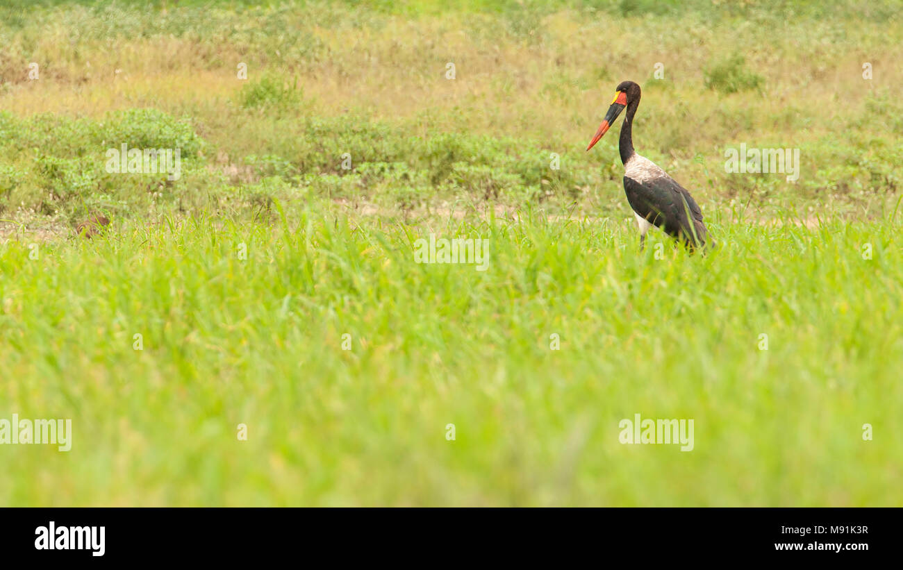 Zadelbekooievaar in groen gras, Saddle-billed Stork in green grass Stock Photo