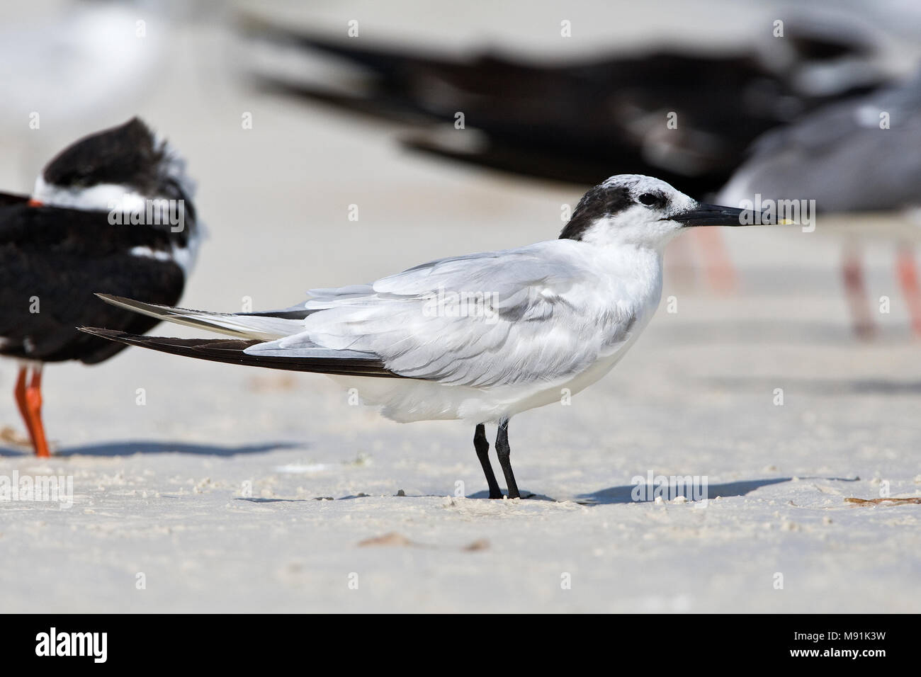 Amerikaanse Grote stern, Cabot's Tern Stock Photo