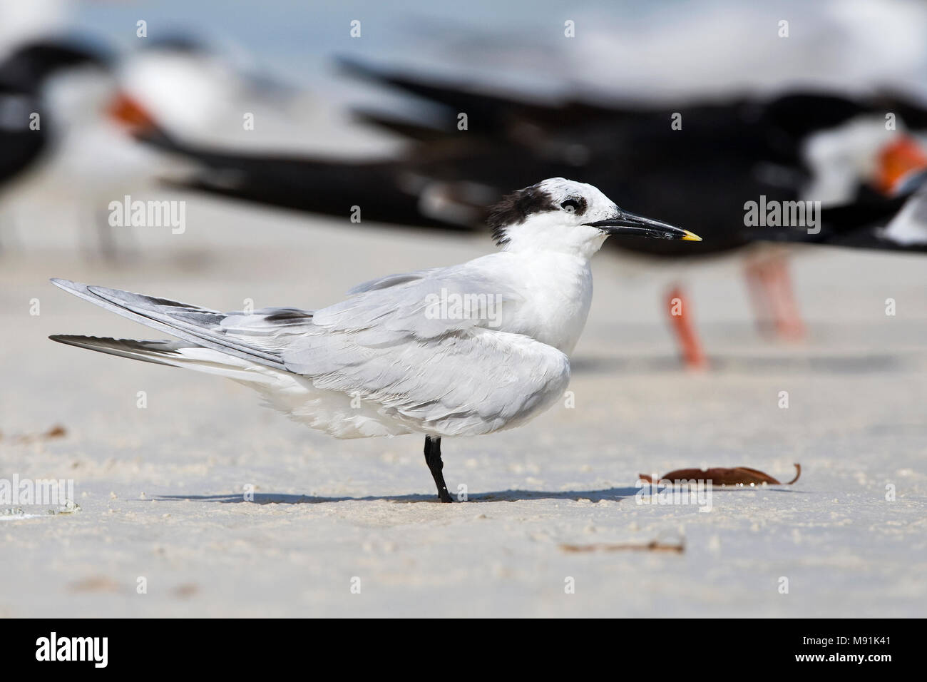 Amerikaanse Grote stern, Cabot's Tern Stock Photo