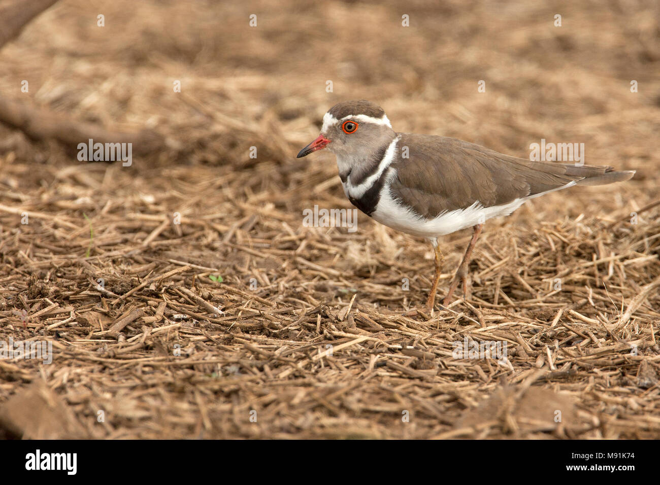 Adulte Driebandplevier, Adult Three-banded Plover Stock Photo