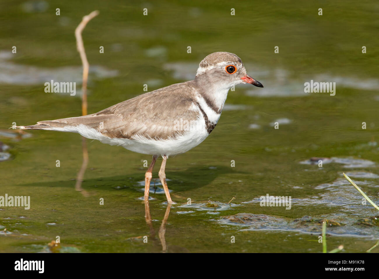 Adulte Driebandplevier, Adult Three-banded Plover Stock Photo