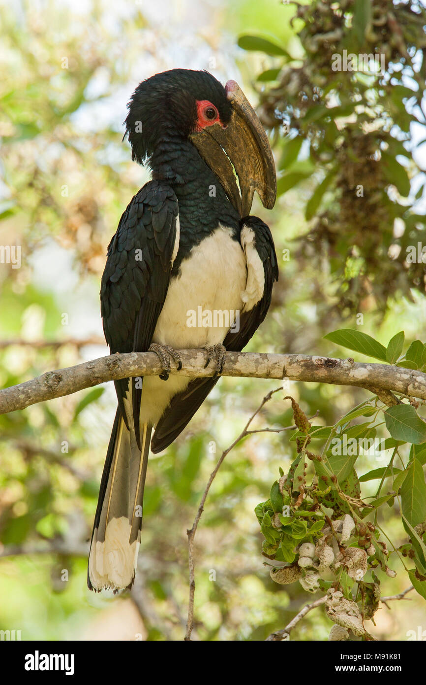 Trompetneushoornvogel zittend in een boom, Trumpeter Hornbill perched in a tree Stock Photo