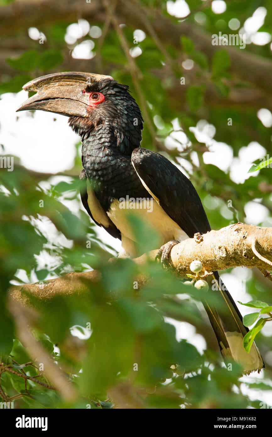 Trompetneushoornvogel zittend in een boom, Trumpeter Hornbill perched in a tree Stock Photo