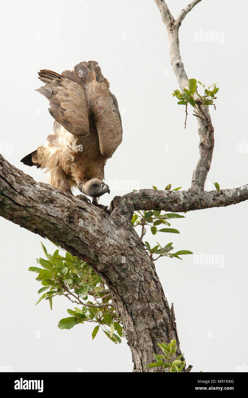 Witruggier zittend in boom, White-backed Vulture perched in tree Stock Photo