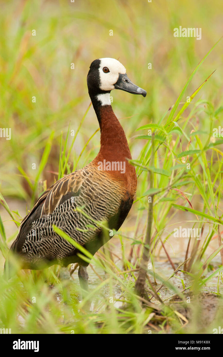 Witwangfluiteend, White-faced Whistling-Duck Stock Photo