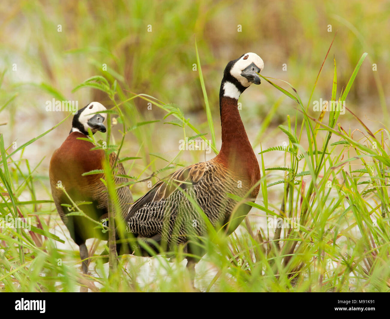 Twee Witwangfluiteenden, Two White-faced Whistling-Ducks Stock Photo