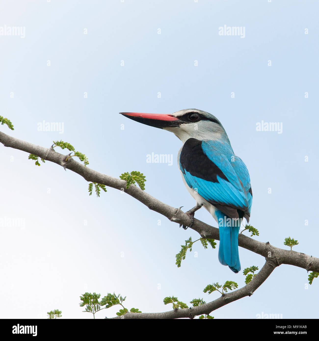 Senegalese IJsvogel, Woodland Kingfisher Stock Photo