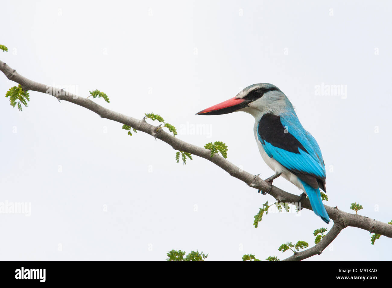 Senegalese IJsvogel, Woodland Kingfisher Stock Photo