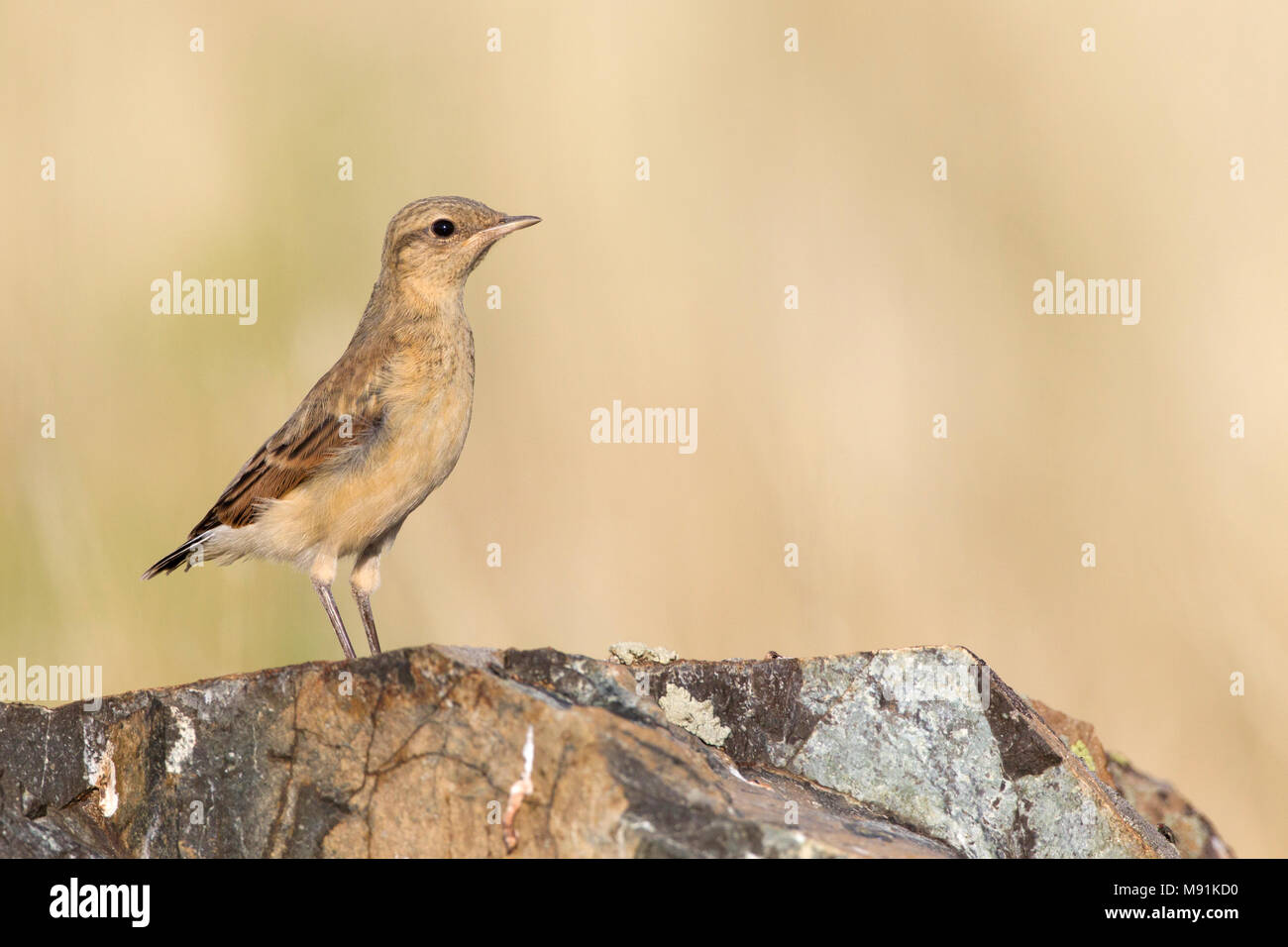 young-wheatear-hi-res-stock-photography-and-images-alamy