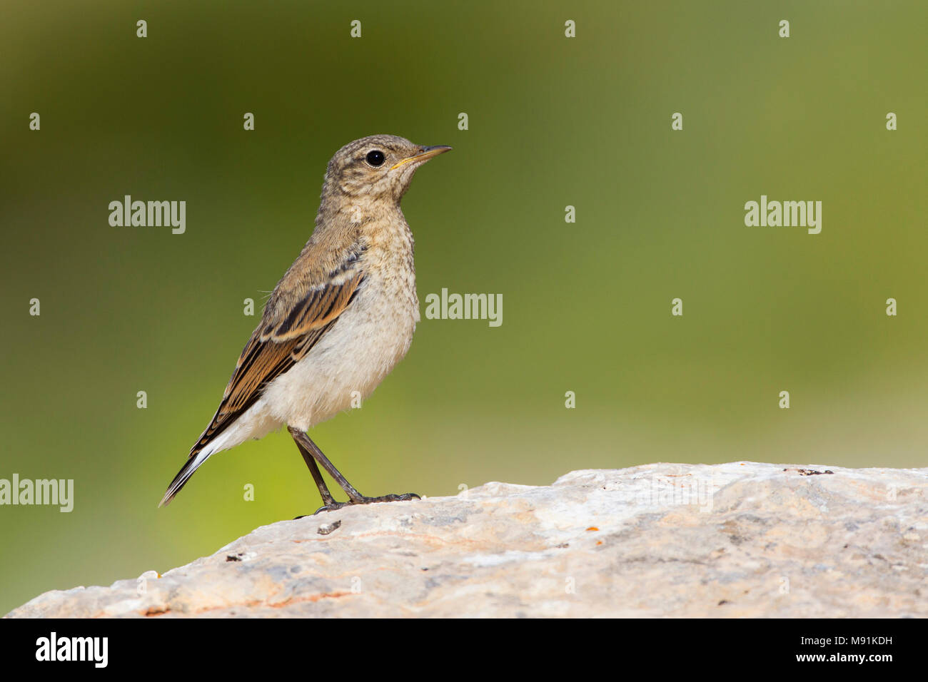 young-wheatear-hi-res-stock-photography-and-images-alamy