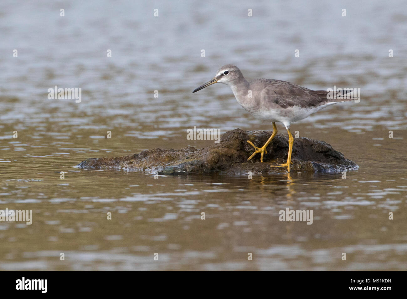 Grey tailed tattler tringa brevipes hires stock photography and images