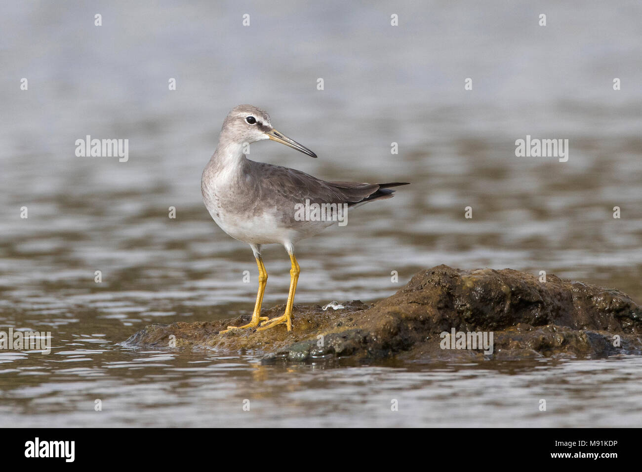 Grey tailed tattler tringa brevipes hires stock photography and images