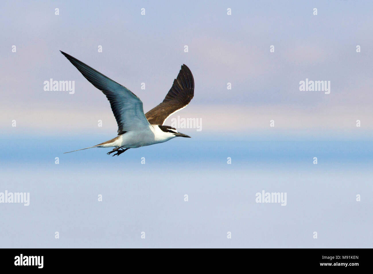 Bridled Tern in flight over Red Sea of Egypt Stock Photo