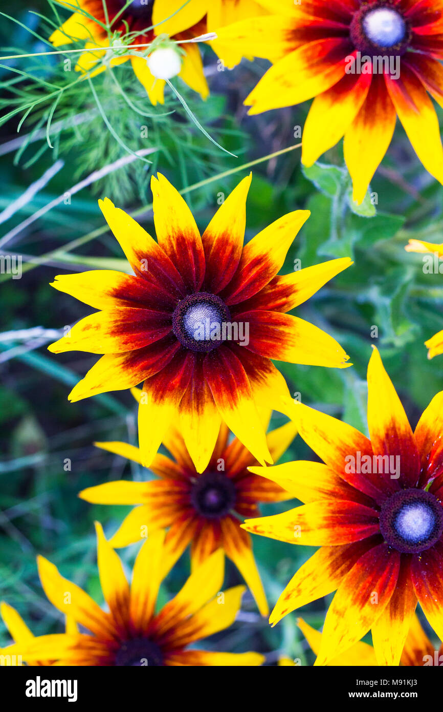 Orange Flowers Rudbeckia Hirta Grows In Summer Garden Top View Common Names Black Eyed Susan Brown Eyed Susan Brown Betty Gloriosa Daisy Golde Stock Photo Alamy