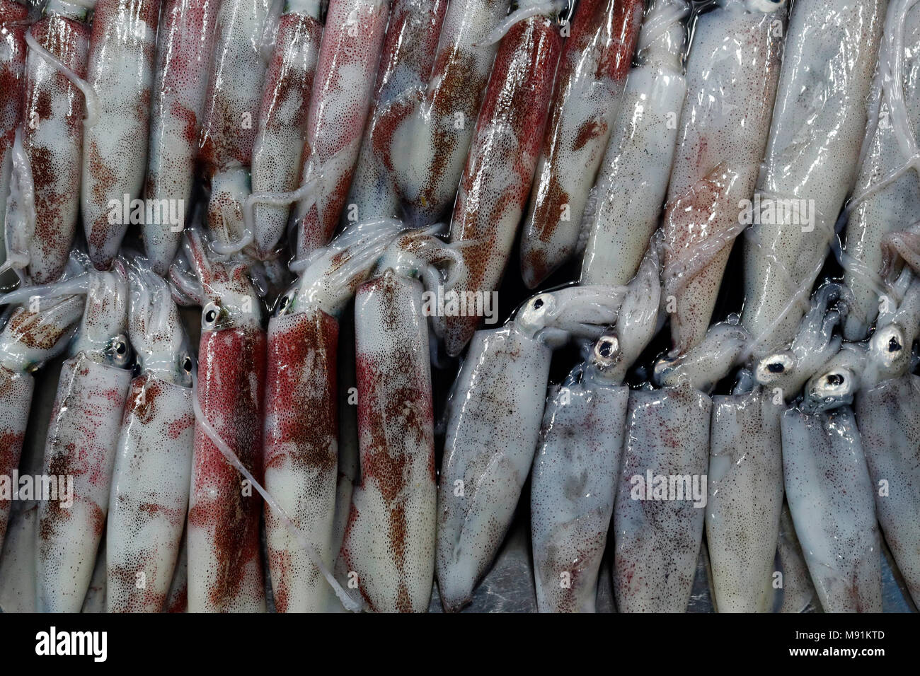 Seafood restaurant in Duong Dong town.  Squids.  Phu Quoc. Vietnam. Stock Photo