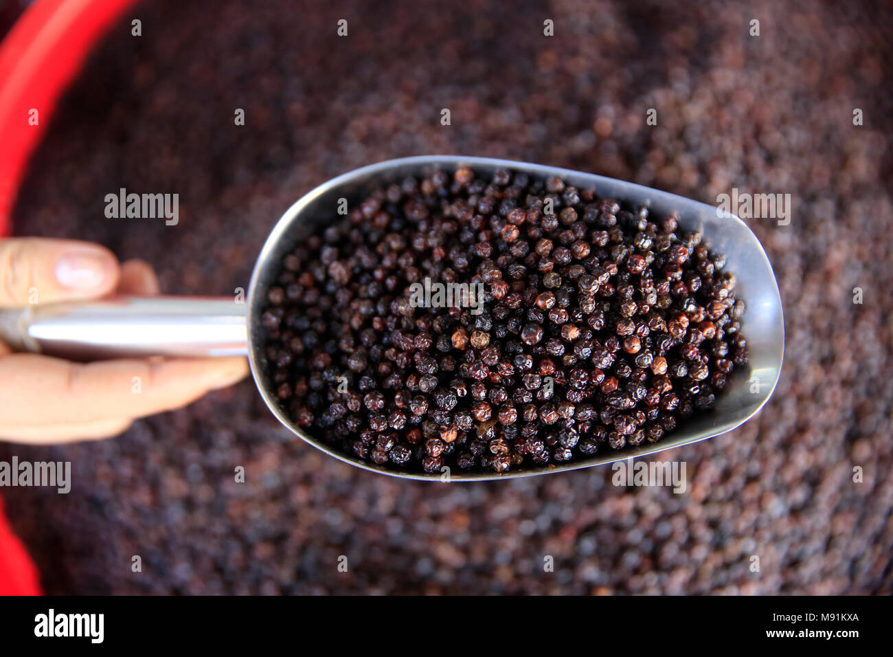 Morning market in Duong Dong town.  Woman selling black peppercorns.  Close-up.  Phu Quoc. Vietnam. Stock Photo