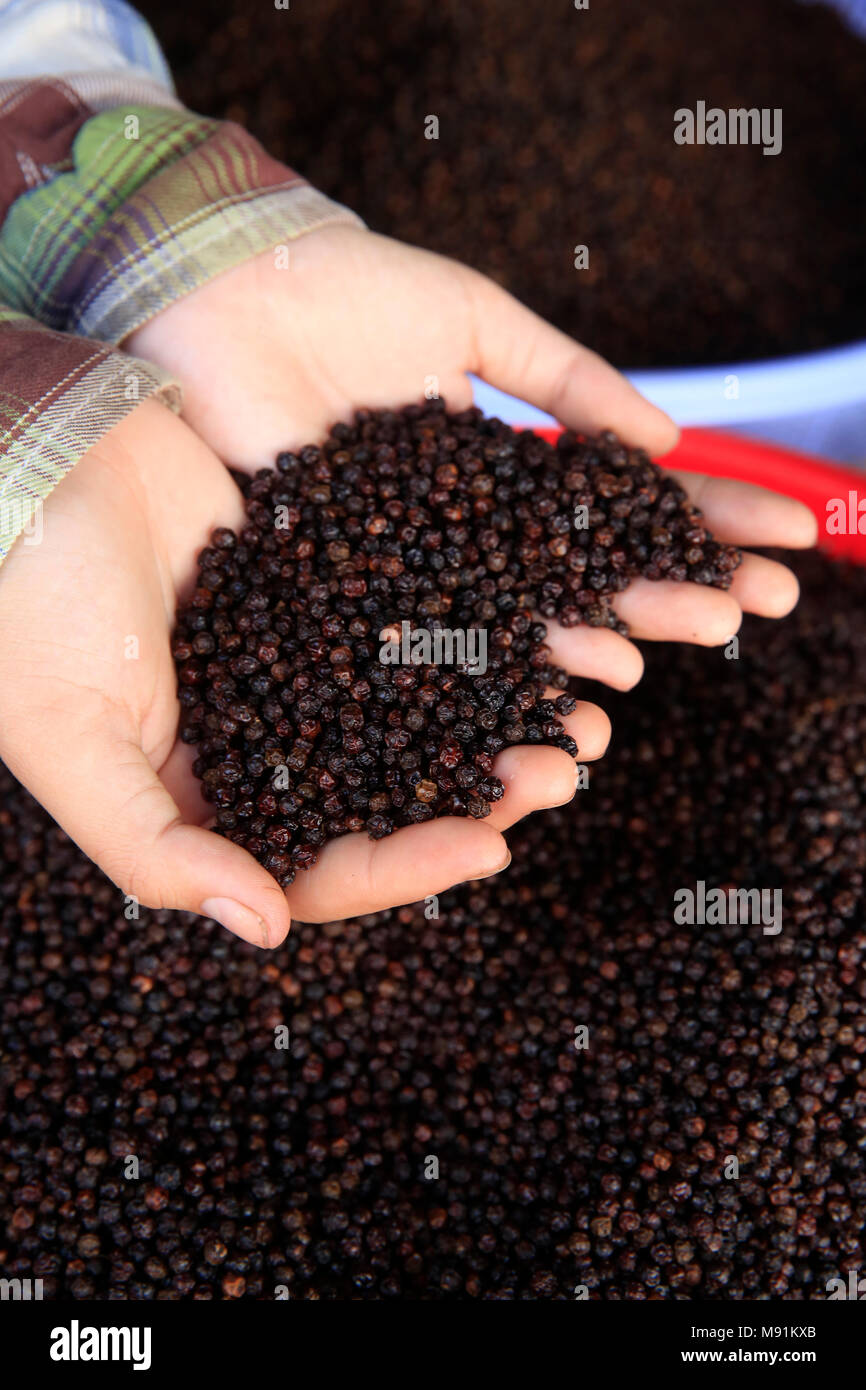 Morning market in Duong Dong town.  Woman selling black peppercorns.  Close-up.  Phu Quoc. Vietnam. Stock Photo
