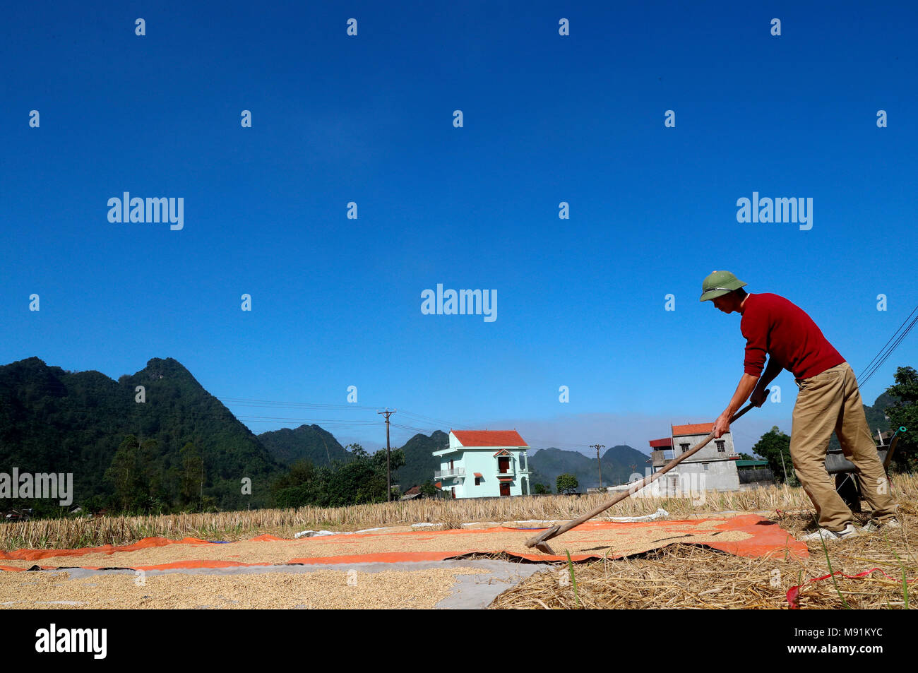 A vietnamese farmer  spreads rice out to dry in the sun. Bac Son. Vietnam. Stock Photo