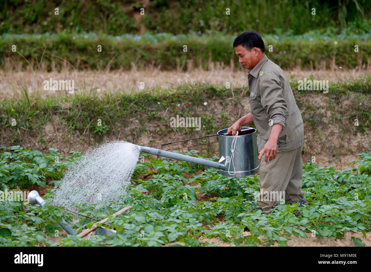 Rural life.  Farmer watering vegetable in the field. Bac Son. Vietnam. Stock Photo