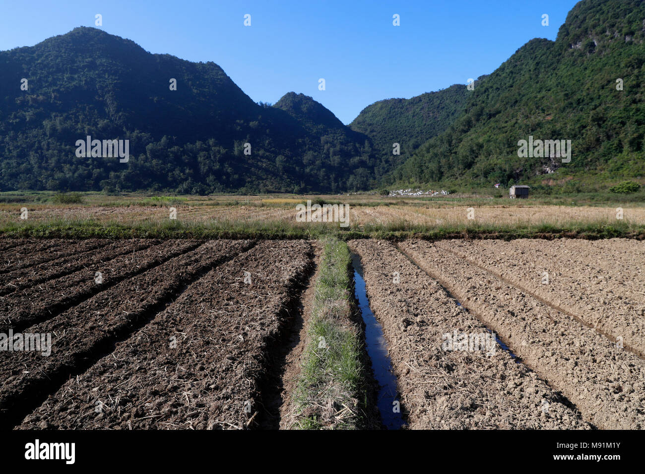 Rural life.   Fields of vegetables.  Bac Son. Vietnam. Stock Photo