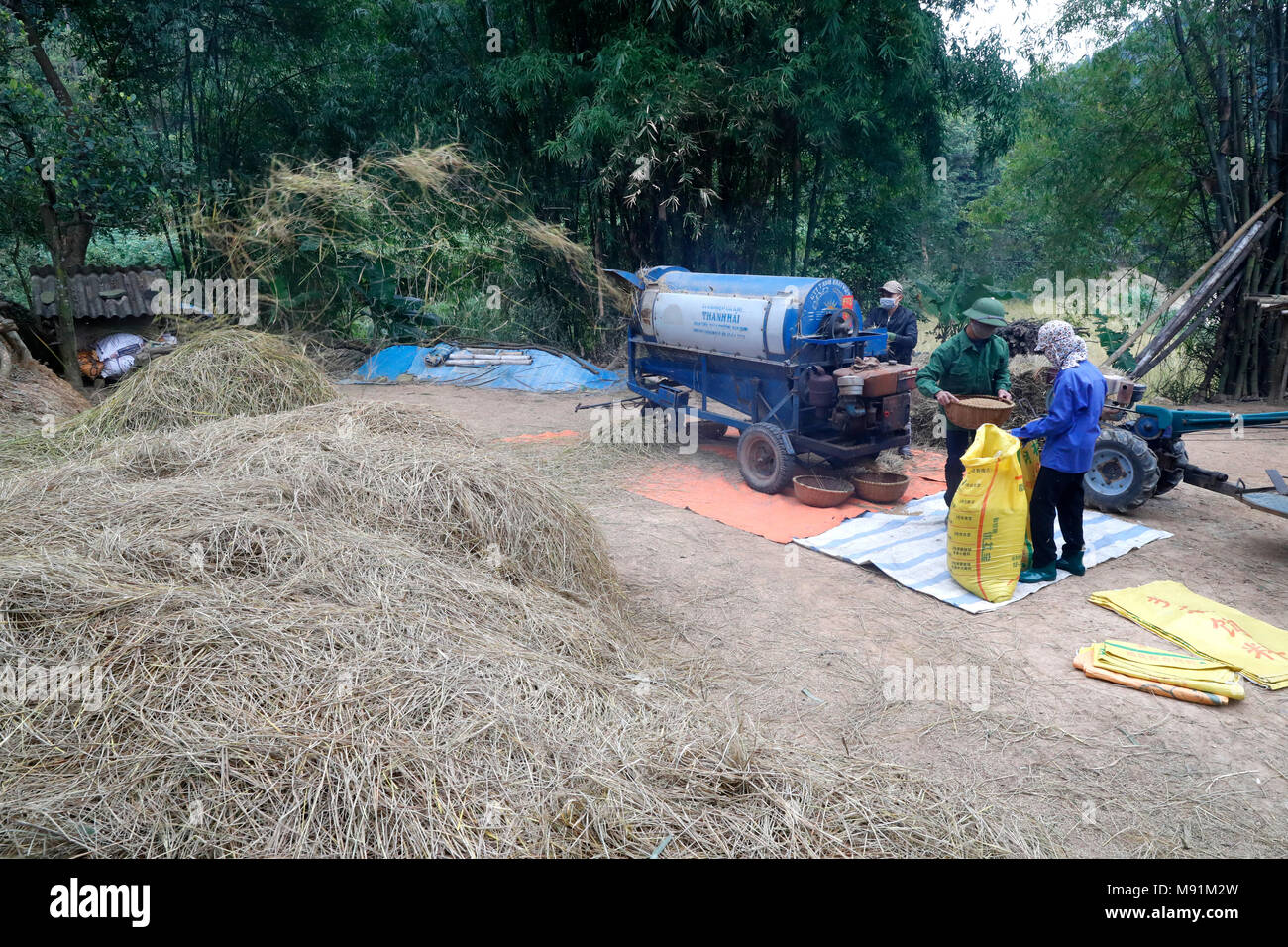 Rice workers feed their freshly harvested rice into a threshing machine