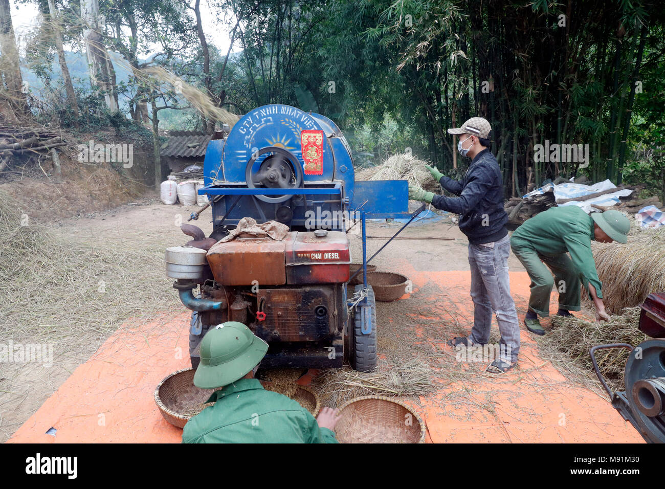 Rice workers feed their freshly harvested rice into a threshing machine