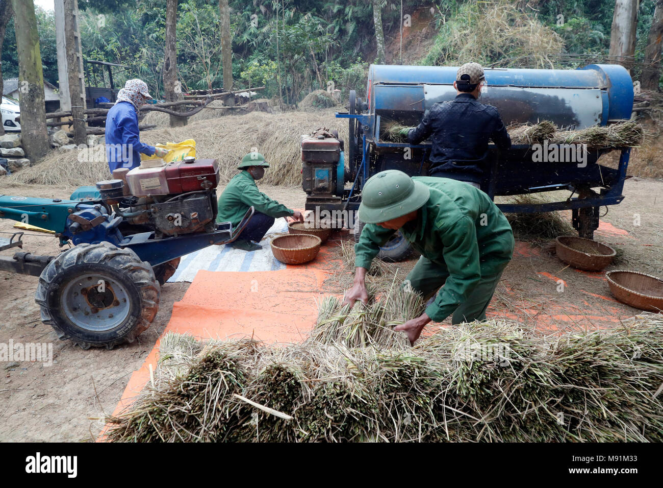 Rice workers feed their freshly harvested rice into a threshing machine