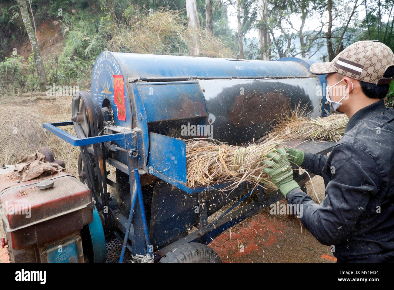 Rice workers feed their freshly harvested rice into a threshing machine