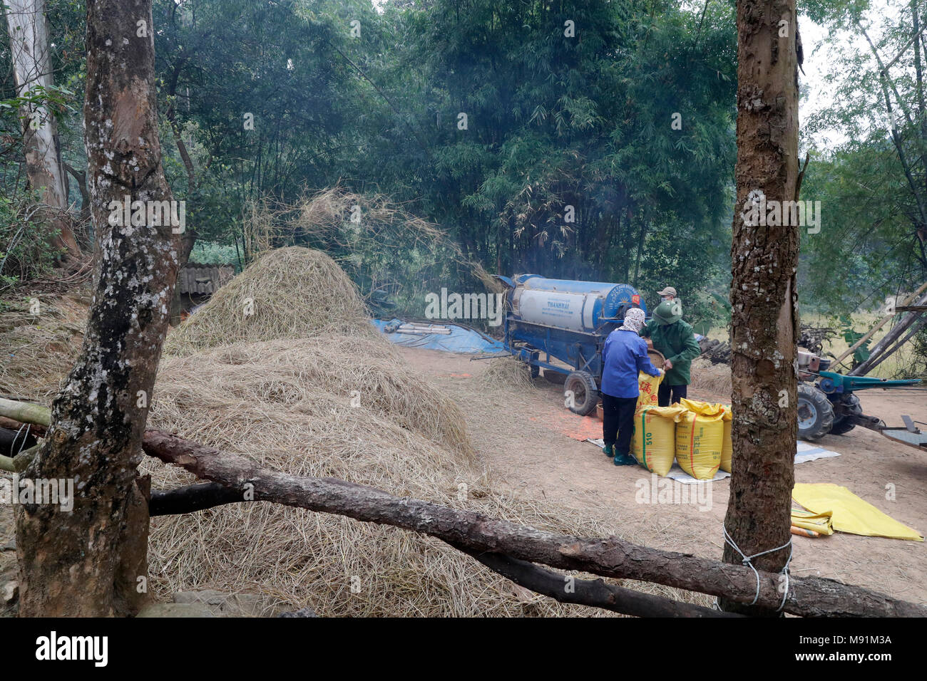 Rice workers feed their freshly harvested rice into a threshing machine