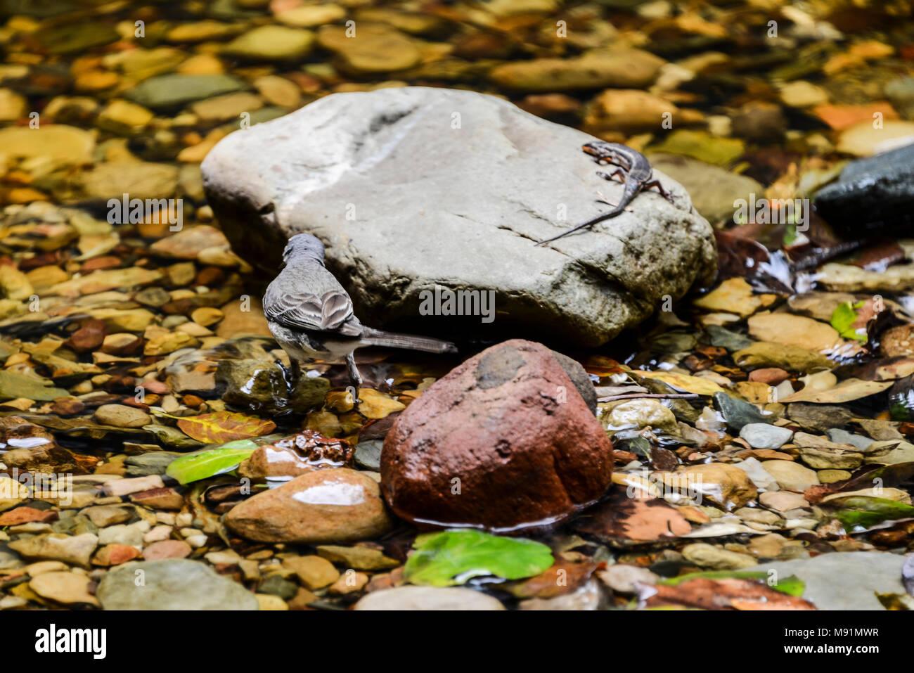 A Cape wagtail (Motacilla capensis) in a stream with a red-sided skink (Trachylepis homalocephala) on a rock near by Stock Photo