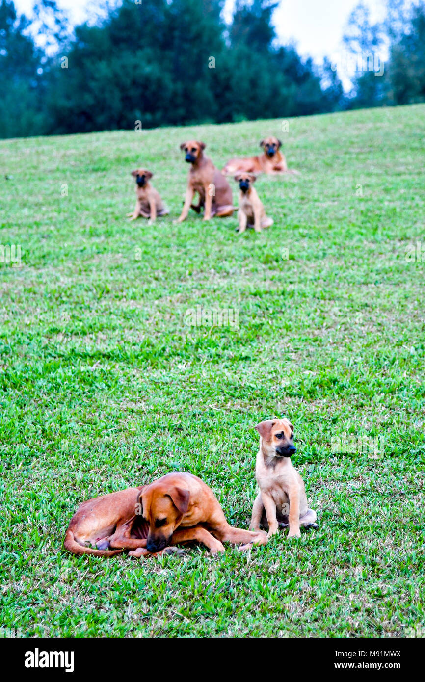 wild dog family Stock Photo