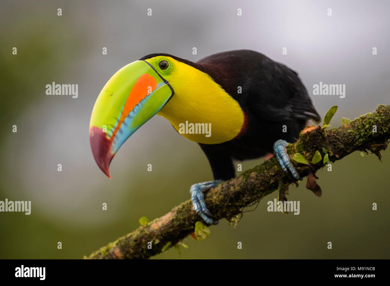Keel-billed Toucan - Ramphastos sulfuratus, large colorful toucan from Costa Rica forest with very colored beak. Stock Photo
