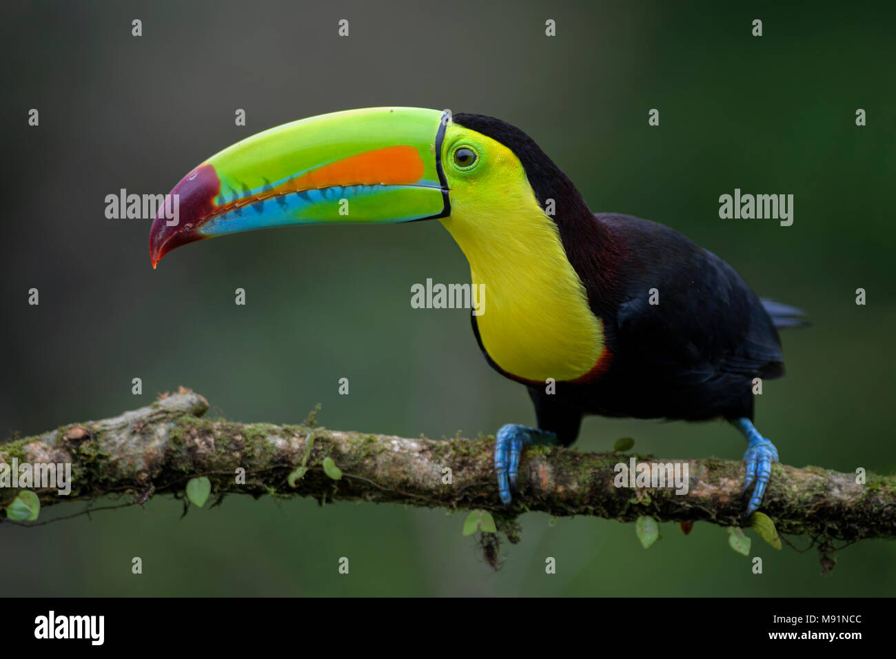 Keel-billed Toucan - Ramphastos sulfuratus, large colorful toucan from Costa Rica forest with very colored beak. Stock Photo