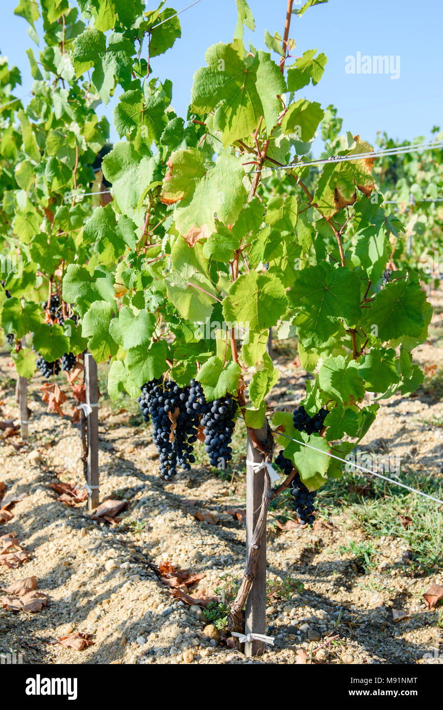 Grapes growing at vineyard in Bordeaux, France Stock Photo Alamy