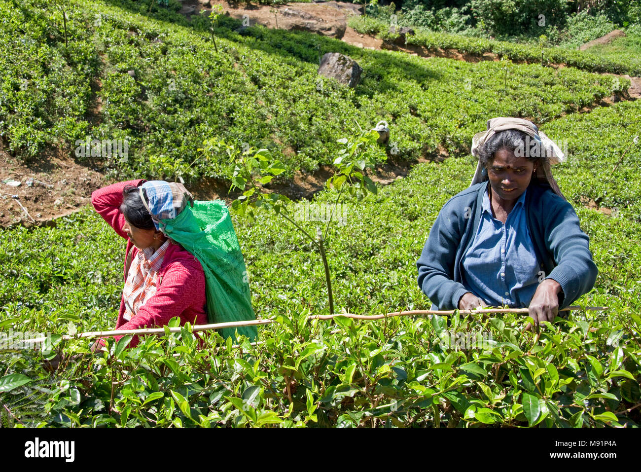 2 friendly happy smiling local tea pickers near Nuwaraeliya Nuwara Eliya in Sri Lanka pose for the camera on a sunny day while picking tea. Stock Photo