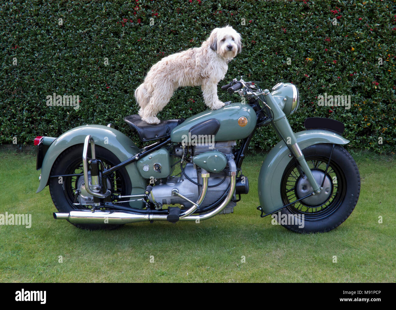 Tibetan Terrier standing on old motorcycle Sunbeam S7 Deluxe in mist green Stock Photo