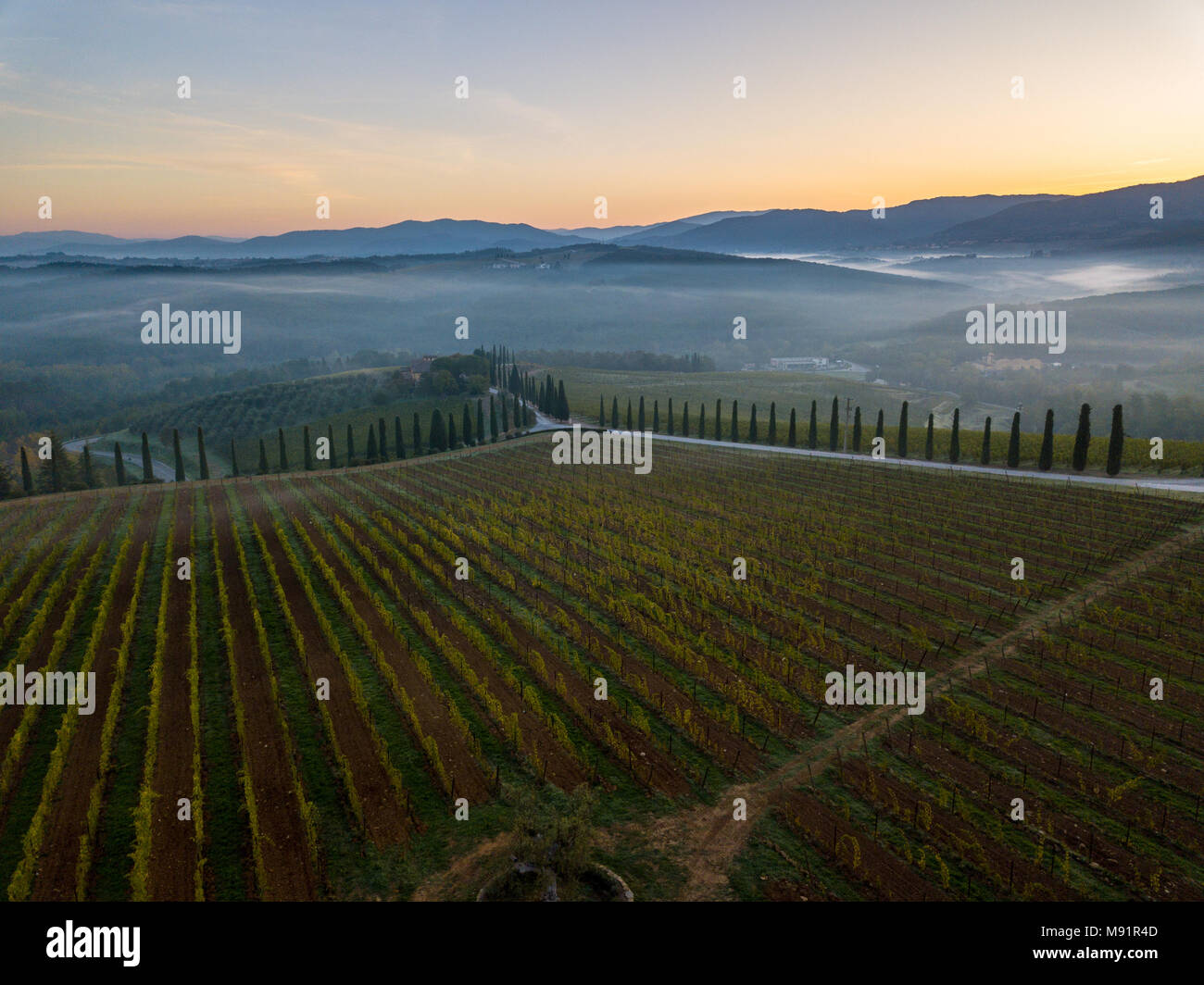 Grape vines near Castello di Gabbiano, San Casciano in Val di Pesa, Tuscany, Italy Stock Photo