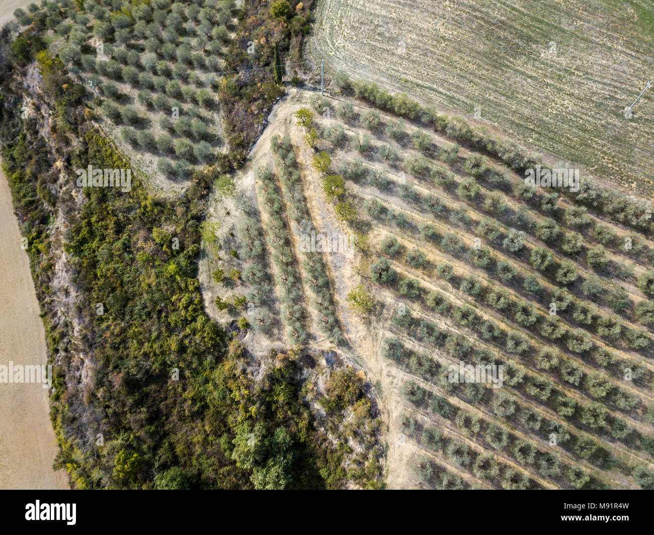 Rows of olive trees in Northern Italy Stock Photo