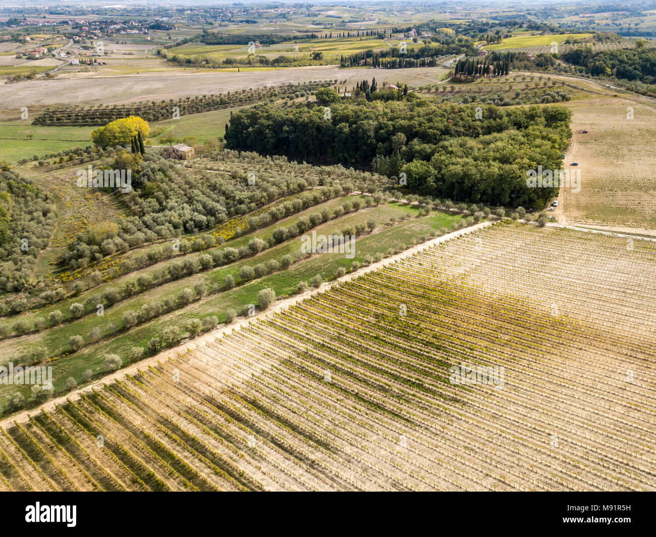 Fields of grape vines in Northern Italy Stock Photo