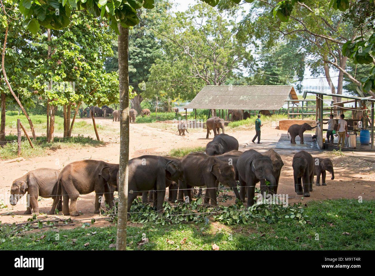 The Udawalawe Elephant Transfer Home is a facility within Udawalawe  National Park in Sri Lanka that was established in 1995 by the Sri Lanka  Departmen Stock Photo - Alamy