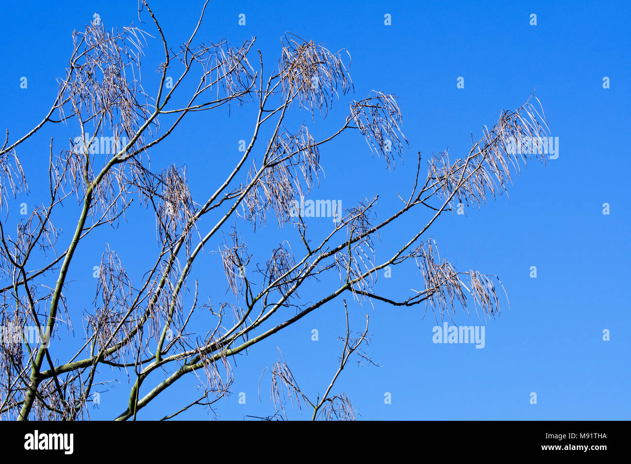 Yellow catalpa / Chinese catalpa (Catalpa ovata), pod-bearing tree native to China showing long pods against blue sky in late winter / early spring Stock Photo