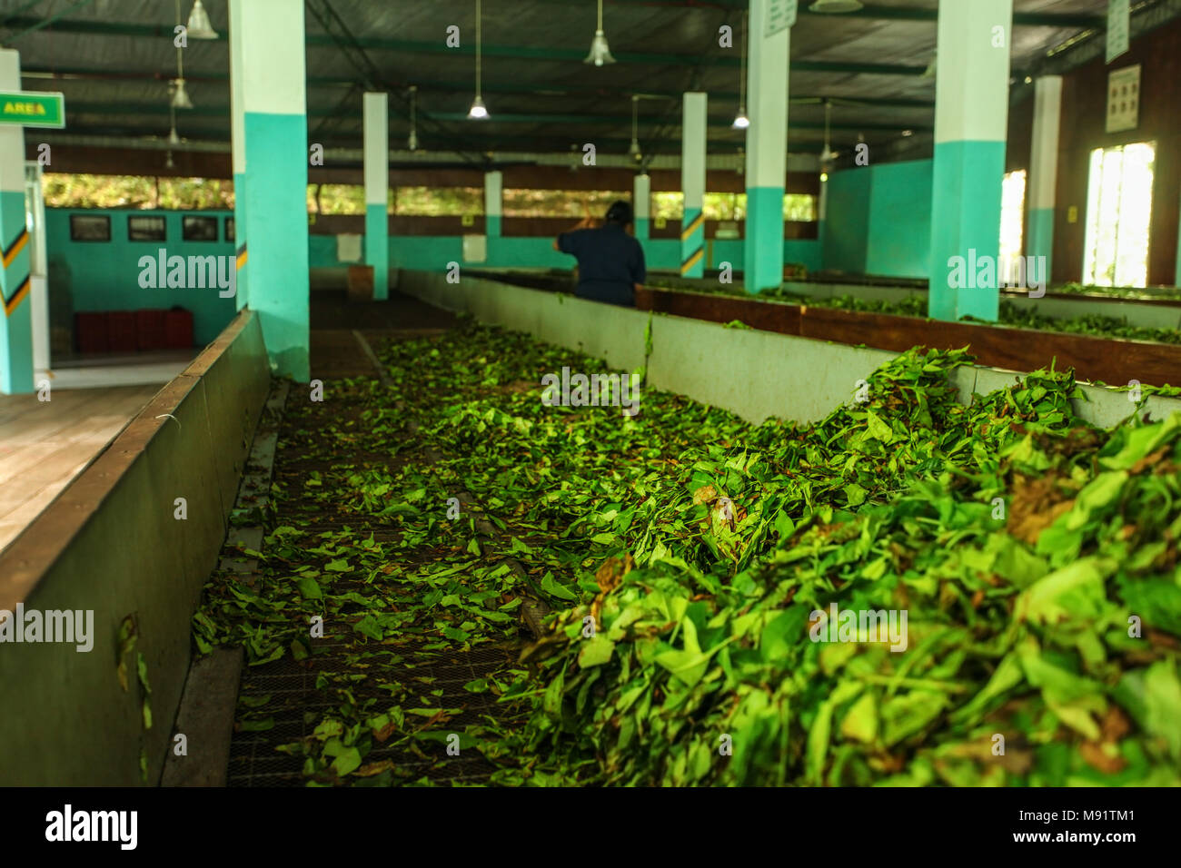 Detail on black tea leaves being dried in tea factory. Kandy, Sri Lanka