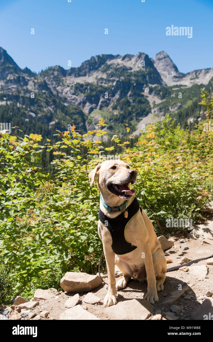 Happy yellow Labrador dog sitting on hiking trail in summer mid day sun Stock Photo