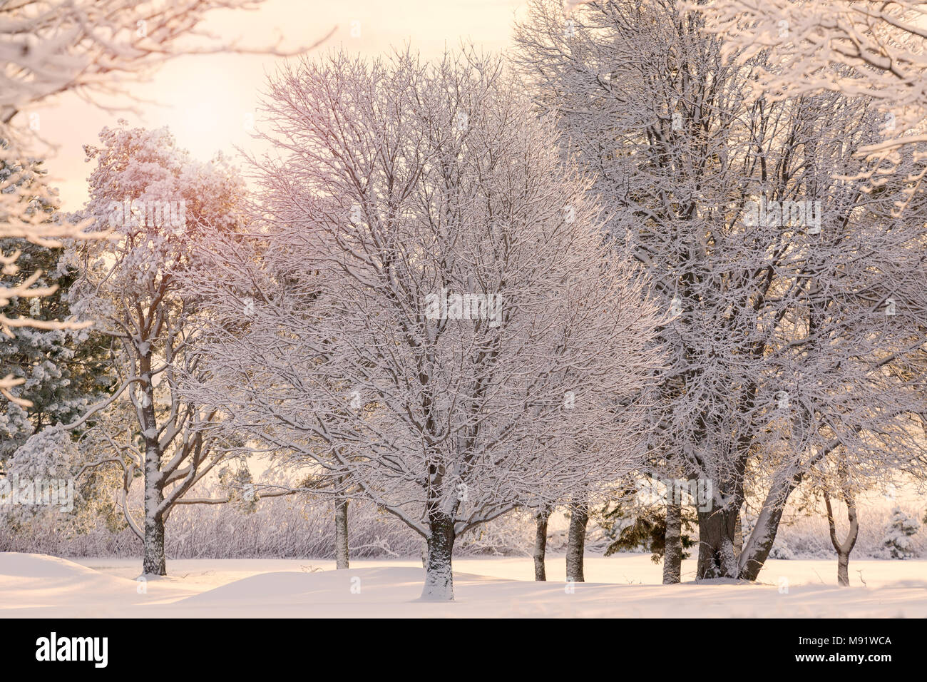 Snow covered trees in the winter landscape. Stock Photo